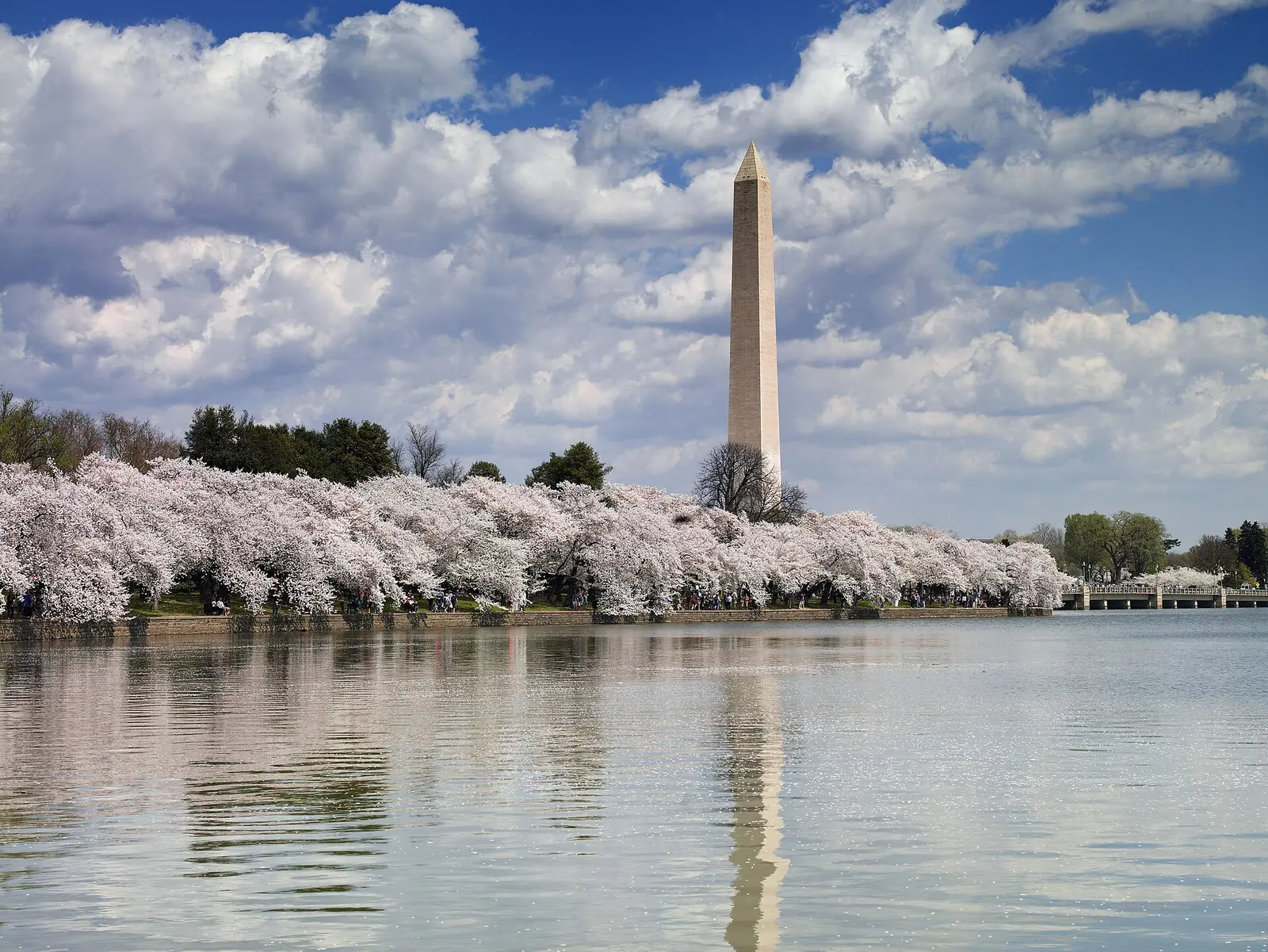 Cherry trees in bloom along the Tidal Basin with the Washington Monument behind